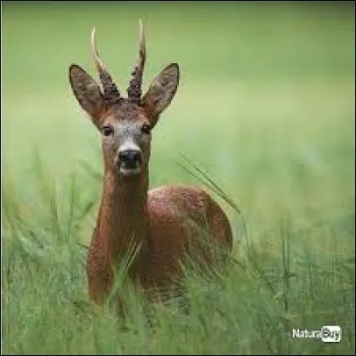 Un briard est un jeune cerf de moins d'un an.