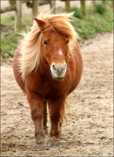 Quel est cet animal ?