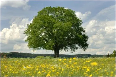 Quel est cet arbre ?