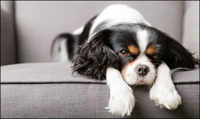 Quelle est cette race de chiens ?