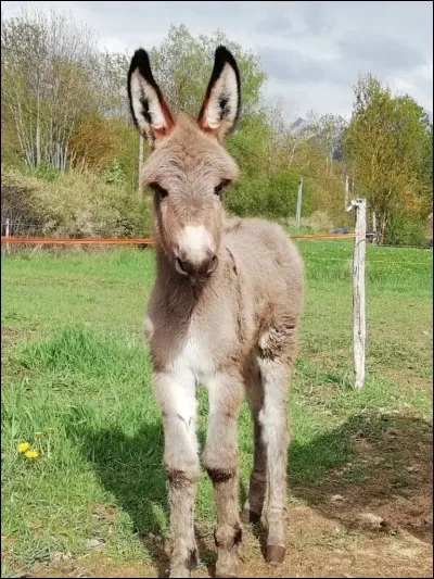 À quelle famille appartient l'âne ?