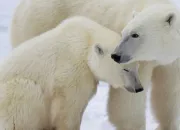 Quiz Connais-tu vraiment les animaux ?