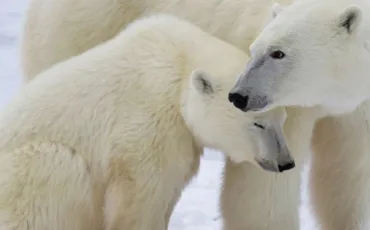 Quiz Animaux