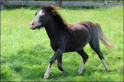 Quelle est la race de ce cheval ?