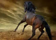 Quiz Saurez-vous trouver la robe de ce cheval ?