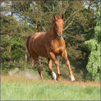 Quelle est la robe de ce cheval ?