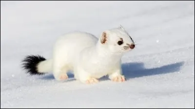 L'hermine est un animal de nos régions. En été, son pelage est brun et roux. En hiver, il devient blanc.

Coche le facteur abiotique responsable de ce changement.