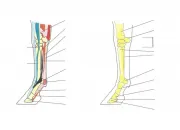 Quiz Galop 5 - Tendons et ligaments