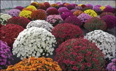 Dans quel pays, l'empereur occupe-t-il le trône de Chrysanthème ?