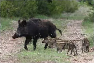 Comment appelle-t-on les petits du sanglier ?