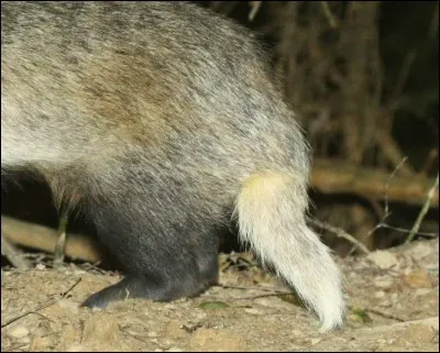 La réponse vous semblera peut-être un peu rasoir, quel est cet animal ?