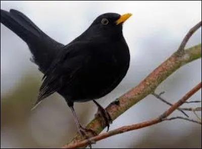 Quel est cet oiseau ?