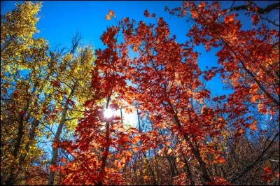 Qui a écrit "Dernier arrêt avant l'automne" ?