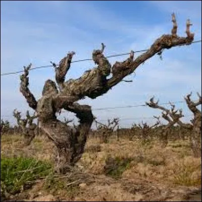 Vous avez sur cette image un ______ de vigne.