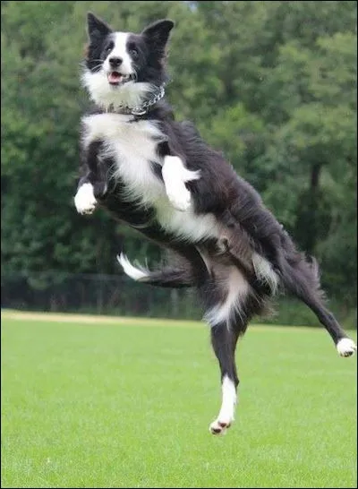 Chien particulier au museau long et pointu, il est un guide de troupeau sans faille. Chien intelligent qui exige un soin personnel et beaucoup d'affection. Il aime socialiser, se promener, voir le monde, apprendre des nouveaux trucs. Il faut l'occuper, lui parler, le respecter. Nommez la race de ce chien intense qui déborde d'énergie.