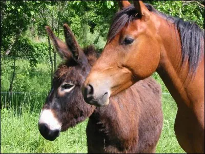 Quel animal fait partie de la famille des chevaux ,