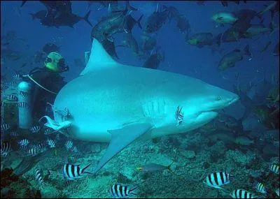 Quel est le nom de cette espce de requin  ?