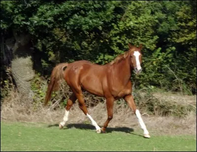 Quelle est la robe de ce cheval ?