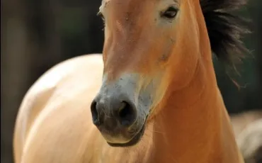 Quiz Chevaux