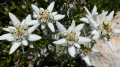 Cette espèce de plantes fait partie de la famille des Astéracées.