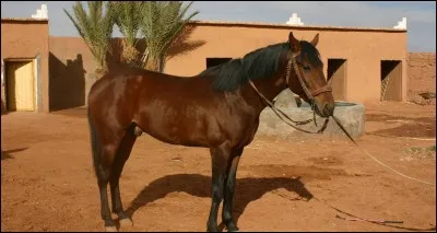 De quelle couleur est un cheval bai ?