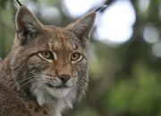 Quiz Lynx