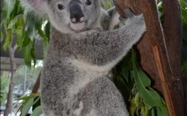 Quiz Koalas