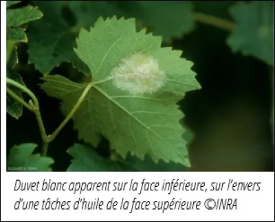 Parmi les propositions suivantes, quels sont les leviers non chimiques principaux pour lutter contre le mildiou de la vigne ? [3 réponses attendues]