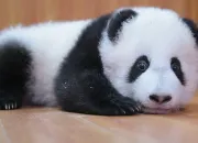 Quiz Les pandas