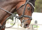 Test Quelle race de cheval es-tu ?