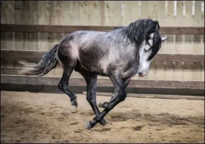 De quelle couleur est ce cheval ?