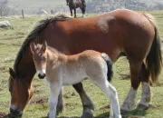 Quiz Les chevaux