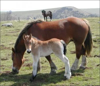 Comment s'appelle le petit du cheval ?