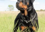 Quiz Connais-tu bien le rottweiler ?