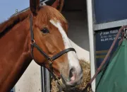 Quiz Les chevaux