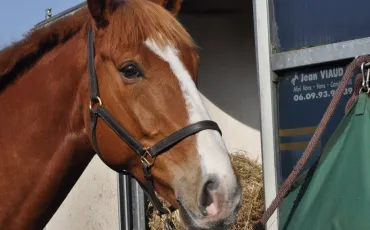 Quiz Chevaux