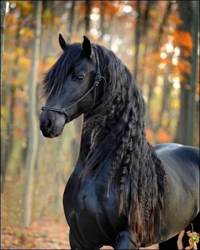 Quelle est la race de ce cheval ?