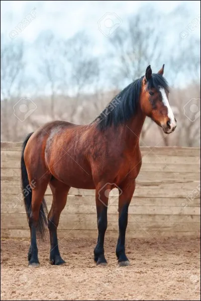 Quelle est la robe de ce cheval ?