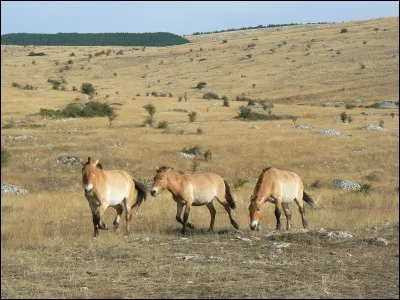 Existe-il encore des chevaux sauvages ou semi-sauvages ?