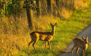 Quiz Animaux