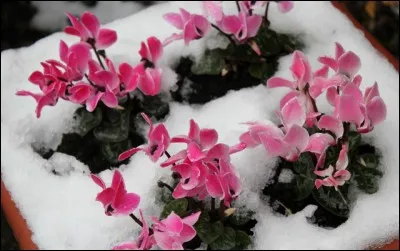 Parée de rose, c'est une fleur aux couleurs nuancées, qui égayera l'hiver !