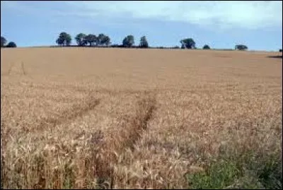 La plupart du temps il est tendre mais il peut aussi être dur !