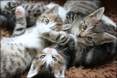 Comment s'appelait Étoile Bleue lorsqu'elle était chaton ?