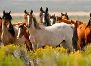 Quiz Dans les poils d'un cheval