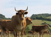 Quiz Dans les poils d'une vache