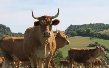 Quiz Animaux