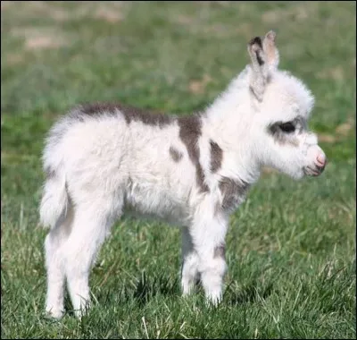 D'après vous, comment appelle-t-on ce petit animal ?