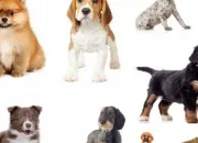 Quiz Le grand quiz des chiens