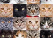 Quiz Le grand quiz des chats