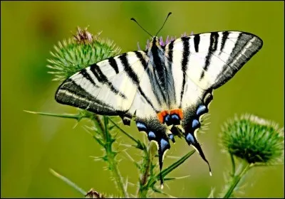 Par une belle matinée de printemps, un papillon sort de sa chrysalide, au loin, une immense tour de métal surplombe la ville,s'il savait lire, le papillon saurait qu'il est au Jardin des Plantes à ...